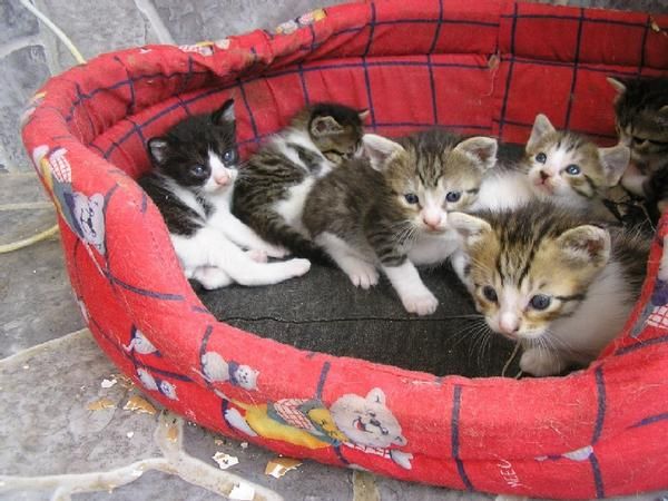regalo gatitos nacidos el 20 de junio