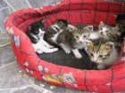 regalo gatitos nacidos el 20 de junio - mejor precio | unprecio.es