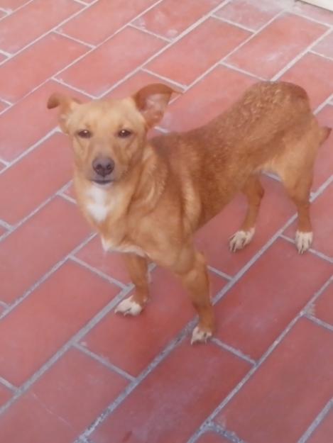 Regalo perro