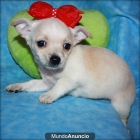 Regalo Precioso chihuahua bicolor - mejor precio | unprecio.es