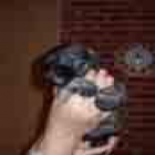 Schnauzer Miniatura Sal y Pimienta de 2 meses - mejor precio | unprecio.es