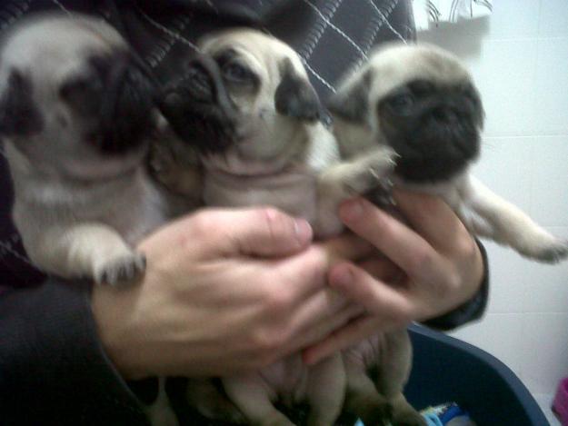 se vende preciosos cachorritos de carlinos