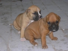 SE VENDEN CACHORROS BOXER - mejor precio | unprecio.es