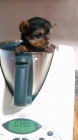 Ultimo cachorro hembra yorkshire terrier - mejor precio | unprecio.es
