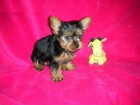 VENDO YORSHIRE TERRIER - mejor precio | unprecio.es