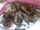 Venta de cachorros boxer atigrados - mejor precio | unprecio.es