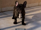Cachorro Bulldog Francés Pedigree - mejor precio | unprecio.es