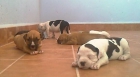 AMERICAN STAFFORDSHIRE TERRIER CACHORROS - mejor precio | unprecio.es
