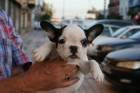 Bulldog frances desde 450e - mejor precio | unprecio.es