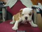 cachorro bulldog ingles 790e - mejor precio | unprecio.es