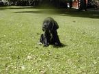 cachorros cocker spaniel ingles nietos de campones 190 euros