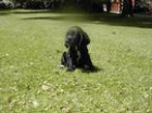 cachorros cocker spaniel ingles nietos de campones 190 euros - mejor precio | unprecio.es