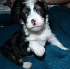 cachorros crestados chinos - mejor precio | unprecio.es
