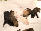 Cachorros cruce Sharpei y Mami en Adopción - mejor precio | unprecio.es