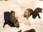 Cachorros cruce Sharpei y Mami en Adopción - mejor precio | unprecio.es