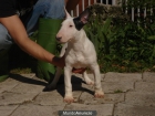 CACHORROS DE BULL TERRIER 590 - mejor precio | unprecio.es