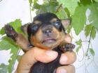 chihuahua ultima cachorrita solo 250 euros, particular - mejor precio | unprecio.es