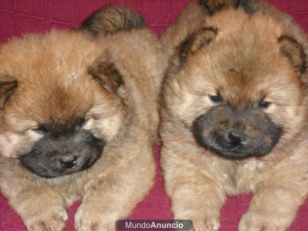 CHOW CHOW ///////.PRECIOSOS CACHORROS