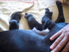 Excelenta camada staffordshire bull terrier - mejor precio | unprecio.es