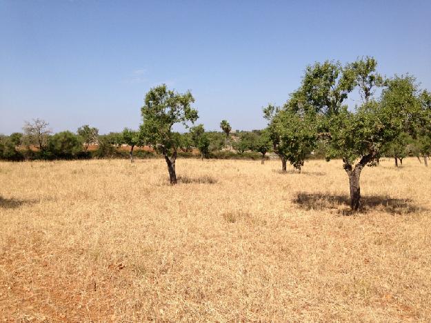 Finca rústica en Campos