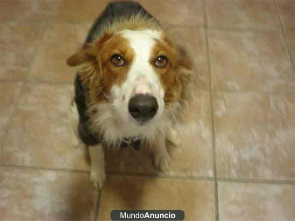 Rachira un amor de perra en adopción