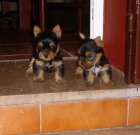 YORKSHIRES MINI PEDIGREE NACIONAL LOE 400 - mejor precio | unprecio.es