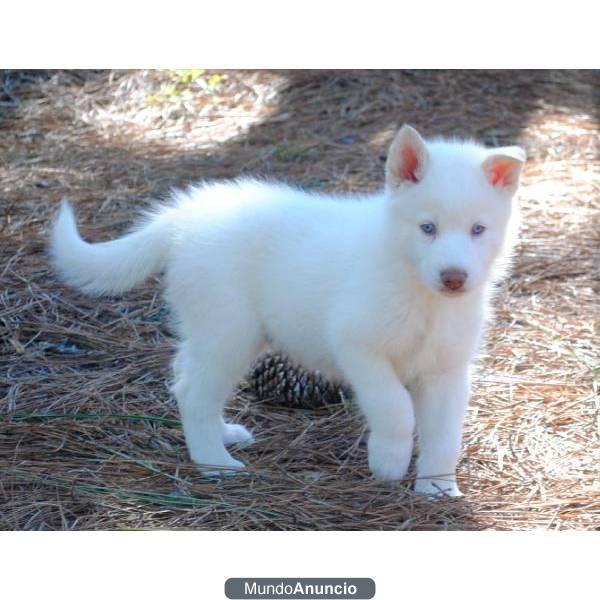 un príncipe siberiano Husky