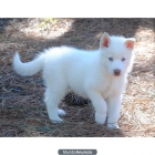 un príncipe siberiano Husky - mejor precio | unprecio.es