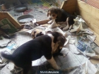 (Regalo) Beagles listos para entregar - mejor precio | unprecio.es
