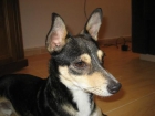 --- x PINSCHER: MIKY-- ADOPTALE - mejor precio | unprecio.es