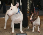 adopto bullterrier - mejor precio | unprecio.es