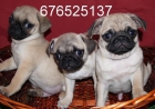 Carlino, la mascota que buscas. Cadiz - mejor precio | unprecio.es