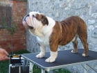 Espetacular Bulldog ingles pa montas - mejor precio | unprecio.es