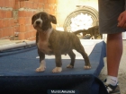 Excelentes American Staffordshire - mejor precio | unprecio.es