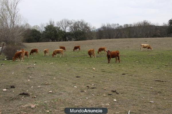 FINCA RUSTICA  414  HAS  EN  SALAMANCA  . OPORTUNIDAD DE INVERSION