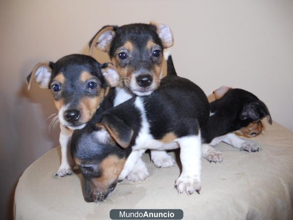 jack russell
