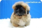 pekines, excelente camada de calidad, machos y hembras, bonitos cachorros - mejor precio | unprecio.es