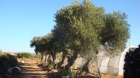 Se venden siete olivos centenarios - mejor precio | unprecio.es