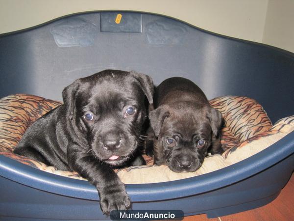 STAFFORDSHIRE BULL TERRIER