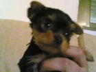 yorkshire terrier enano "MONTAS" - mejor precio | unprecio.es