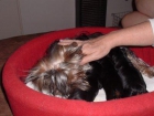 YORSHIRE SALUDABLES CACHORROS - mejor precio | unprecio.es