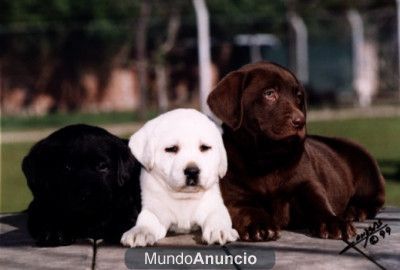 ADOPTO O COMPRO CACHORRO MACHO DE DALMATA O LABRADOR NEGRO A MUY BAJO PRECIO