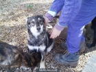 Balto precioso cruce de husky en adopción. 3 meses - mejor precio | unprecio.es