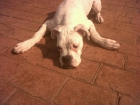 BOXER HERMOSO REGALO - mejor precio | unprecio.es