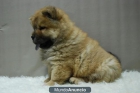 cACHORROS DE CHOW CHOW CON DOS MESES. VEN A VERLOS, MUY PELUDITOS - mejor precio | unprecio.es