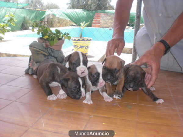 CAMADA DE BOXER