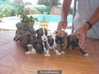 CAMADA DE BOXER - mejor precio | unprecio.es