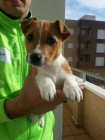 Camada de Jack Russell - mejor precio | unprecio.es