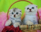 Gatitos Scottish fold, British con pedigree - mejor precio | unprecio.es