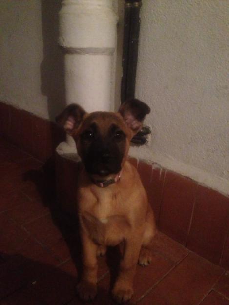 Regalo cachorro x pastor aleman/ pastor belga malinois